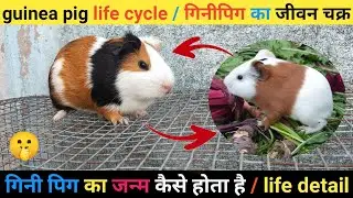 guinea pig ki life cycle / ginipic life detail / guinea pig ka janm kaise hota