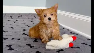 Yorkie Male Gold Dust Rare! Wht.Chest 4sale in Marietta GA Tcupsandtoypups.com 770-527-7295 #yorkie