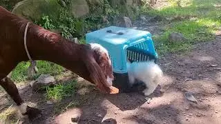 Funny Cat Demands Attention Stop Work! Adorable Cat Talking for Playing