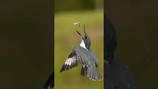 Belted Kingfisher mid air fish recovery