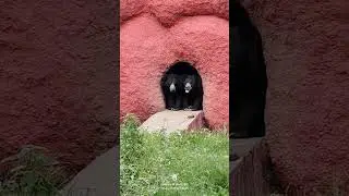 Best couples in zoo 😁😉, sloth bears (kakatiya zoologicalpark Warangal zoopark) #wildlife #zoo