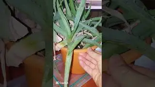 Алое,как я использую#nature #красота #алое #правилоеиспользование#уход за кожей#