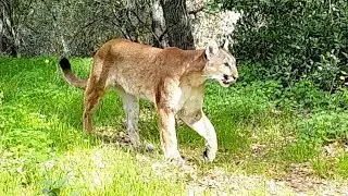 Mountain lion calling for mate