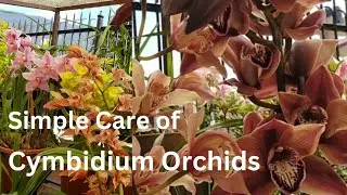 How to Grow and Care for Cymbidium Orchids : Repeat Flowering  Step by Step ||