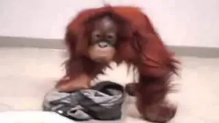 Enraged Ape Rips Off Pants