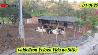 FAZEMOS ASSIM NA RAÇÃO DO GADO! E VEJA O RESULTADO