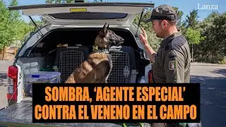 Sombra, &lsquo;agente especial&rsquo; contra el veneno en el campo