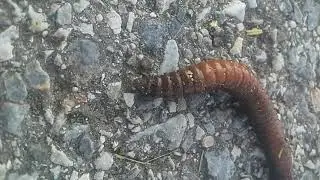 WarmWei&szlig; auf sfalt