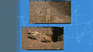 E4E Burrowing Owl Classification: Summer 2020