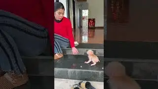 #babymonkey #monkey Duke #funny monkey #cute monkey #adorable monkey