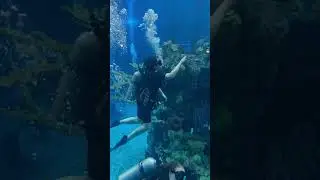 Scuba Diving In Disney&rsquo;s Epcot The Seas Aquarium