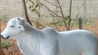 Boi de cimento /sem forma