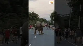 Wild elephants highway crossing in the angry and chasing video