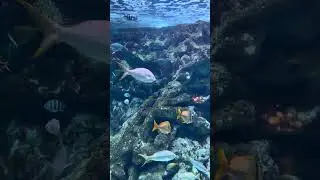 Океанополис, Брест, Франция