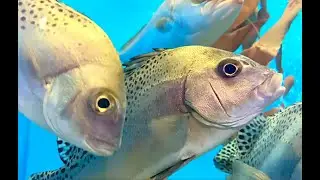 コショウダイ　Crescent sweetlips　Plectorhinchus cinctus
