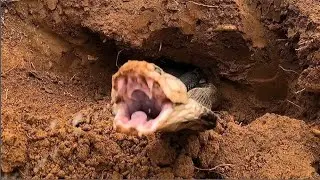 touching, brave king cobra fights to protect fellow human beings....