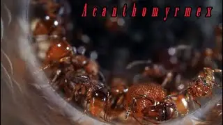 Genus: Acanthomyrmex