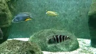 Fish Aquarium