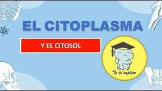 &iquest;Qu&eacute; hay dentro de la c&eacute;lula? Descubre el citoplasma y el citosol