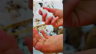 2026 first snow Fall in Quetta 🥶 #like #subscribe my videos 🥰