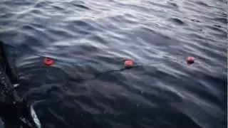 Herring Fishing from RIB in Hadselfjorden