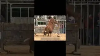 high jump #ysthorts #short #ytfeed