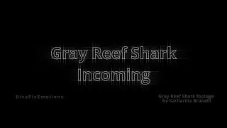 Gray Reef Shark Incoming