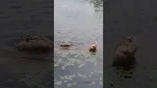 스오파 배틀