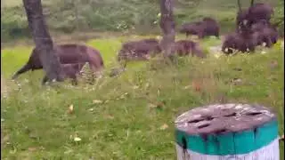 A herd of elephants came to drink water from a pond next to Ramshai Kalipur Eco Cottage.