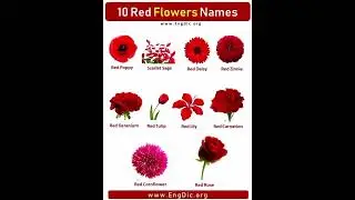 Red flower name #redflower #flowers #gardening #flowergarden  #red #howtolearnwordmeaning