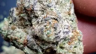 🌠🌠 Supernova!!! 🌠🌠 #trulieve #asmr #exotic #flower #strainreview #weed #zaza #florida #cannabis