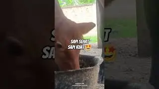 Sapi makan enek 🤩 #djremix #coversong #sapipedaging #duniasapi #suksesternaksapi #sapimakan