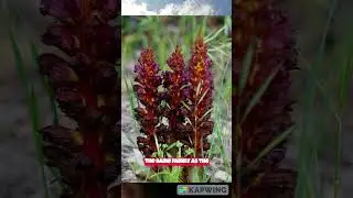 Did you know about this ALPINE PARASITE??