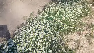 Gebiz (K&ouml;y&uuml;m&uuml;z/Antalya)