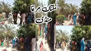 Aj hum Multan murga mandi gaye #shehrmaindihat #multanmaindihat #viralvideo #multancity #vlog