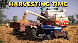 Mahindra Harvester से धान कटाई LIVE Tractor Trolley में Direct Load | Modern Farming 2025 #harvester