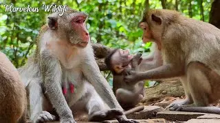 My god...! This l+ession for old Jane careless & ignores her baby, Spring monkey unhappy to Jonna