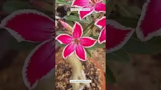 Rare Single Petal Pink White shaded Adenium Plant Online Shopping 🪴 #adenium #flowers #plants