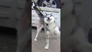 Normal dogs vs Huskies #doglover #dogs #shorts #dog #dog #husky #animals