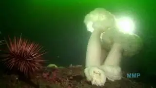 Invertebrates of the San Juan Islands