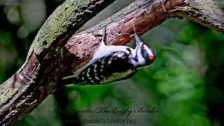 Leuconotopicus villosus  HAIRY WOODPECKER male foraging 9087334