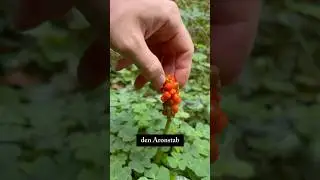 Aronstab -Nicht nachmachen ‼️🍇