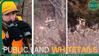 Hot Doe In Late Season Muzzleloader Hunt, Wild Buck Movement On Public Land