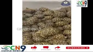 Chennai Air Cargo Customs seized 1364 Star Tortoises#CN9 #CASTLENEWS9
