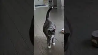 Zoe's Cat Walk. 🤩🥰