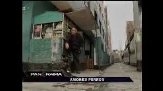 Amores Perros ( Reportaje perros callejeros)