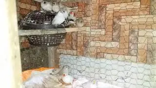finches ko rest karane ka tareeka