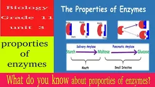 Biology Grade 11 unit 2: properties of enzymes