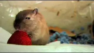 Gerbil Eats Strawberry