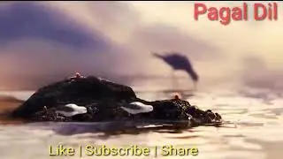 Pip_|_Beautiful Nature | Save Birds | Motivational video